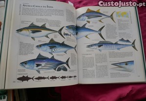 imagem_7