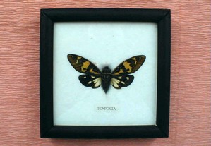 Quadro - borboleta 12x12cm