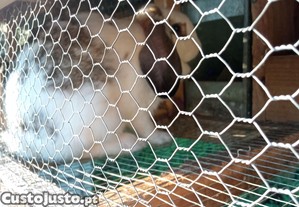 imagem_6