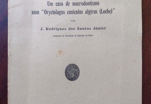 Macrodontismo num "Oryctolagus Cuniculos Algirus"