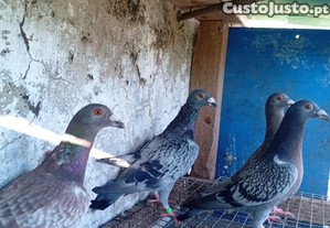 imagem_2