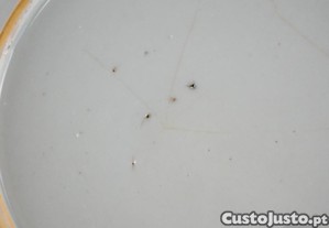 imagem_8