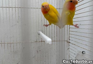 imagem_5