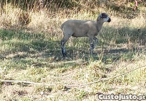 ovelha / anho