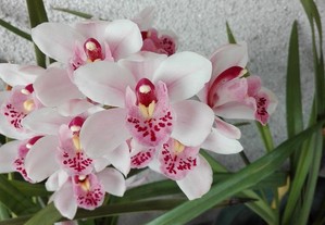 Orquídea Primavera