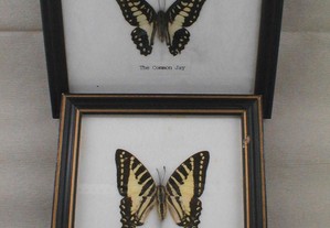 Quadro com borboleta 15x12cm