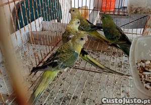 imagem_2