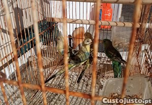 imagem_7