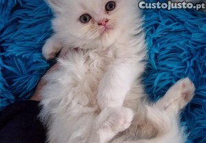imagem_4