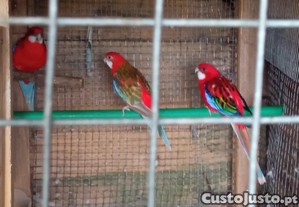 imagem_1