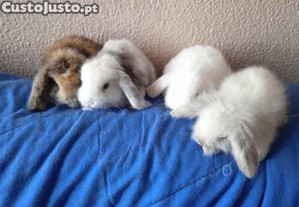 imagem_3