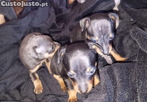Pinscher miniatura