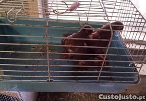 imagem_2