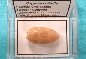 Búzio-Cypraea isabella caixa 5x5cm