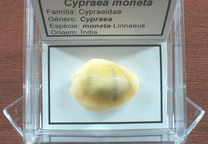 Búzio-Cypraea moneta 5x5cm