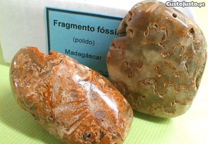 Fragmento polido fóssil 9x7x3cm