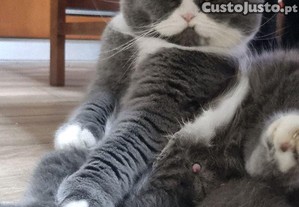 imagem_1