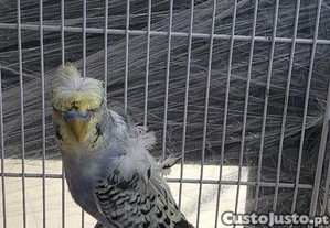 imagem_1