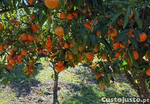 imagem_6