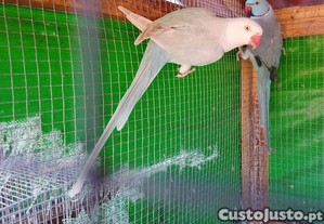 imagem_5