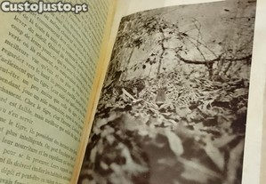 imagem_6