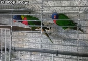 imagem_1