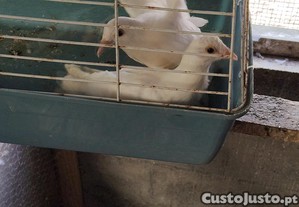 imagem_2