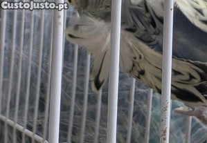 imagem_7