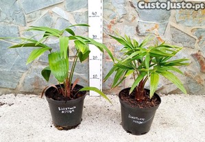 Palmeira Livistona ntida