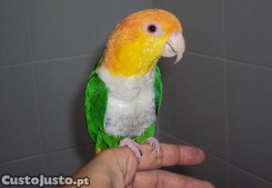 imagem_2