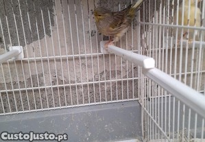 imagem_1
