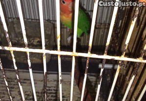 imagem_2