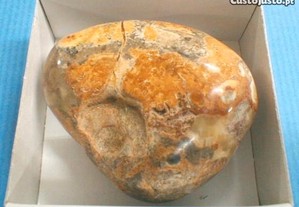 Fragmento polido fóssil 6x4,5x2,5cm