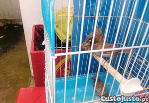Tenho estes bagalins fêmeas duas de capuxim e uma normal