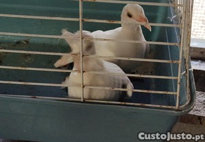 imagem_3