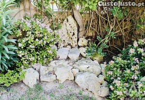 imagem_26