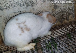 imagem_2