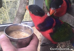 Casal loris bailarino reprodutores