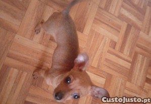imagem_5