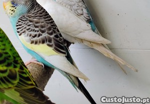 imagem_4