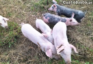 LEITES para Recria/Assar E 2 PORCAS reprodutoras