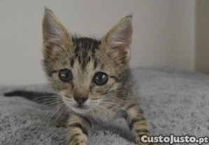 Oliver Para Adoo