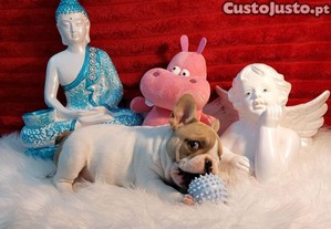 imagem_6