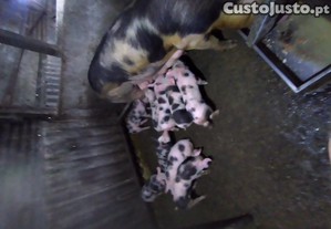 imagem_3