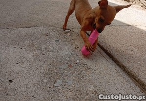 imagem_3
