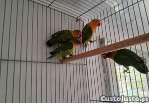 imagem_1