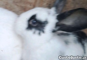 imagem_2