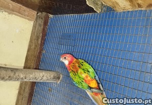 imagem_3