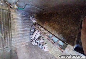 imagem_2