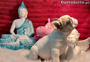 imagem_7